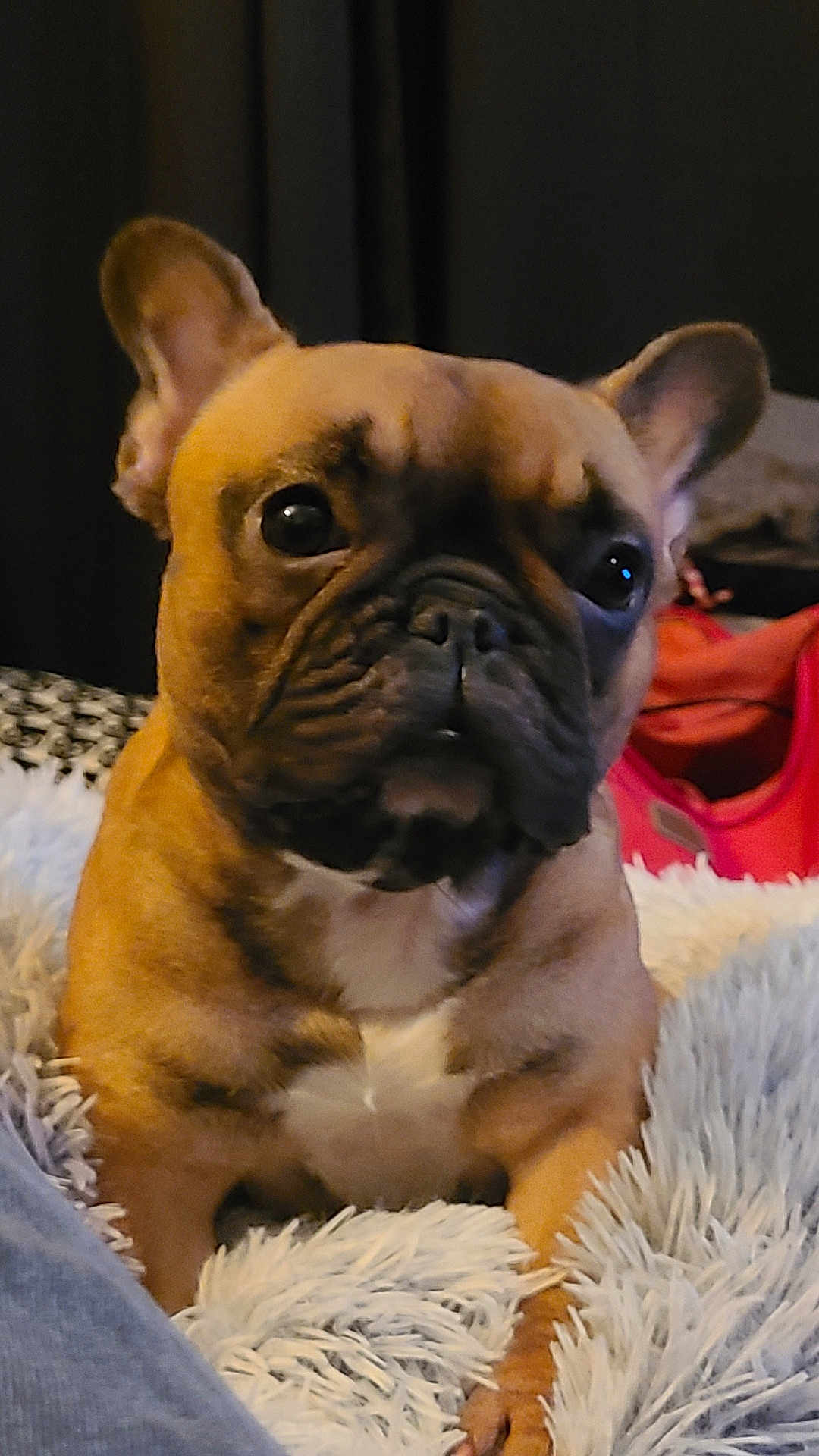 Maya