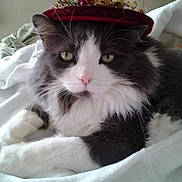 Pookah Nana Crawford joined the competition — help win amazing prizes! cat, fluffy, gray, white, hat, flower_hat, pet, indoor, blanket, resting, fur, closeup, cute, animal, domestic_cat, whiskers, pink_nose, green_eyes, laying, cozy
