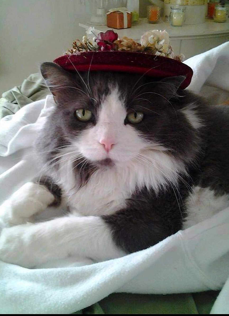 Pookah Nana Crawford joined the competition — help win amazing prizes! cat, fluffy, gray, white, hat, flower_hat, pet, indoor, blanket, resting, fur, closeup, cute, animal, domestic_cat, whiskers, pink_nose, green_eyes, laying, cozy