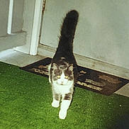 Pookah Nana Crawford is registered to the contest to win money with this photo: animal, blurred, carpet, cat, closeup, curious, domestic, door, doormat, feline, floor, fur, home, house, indoor, mammal, pet, tail, walking, whiskers