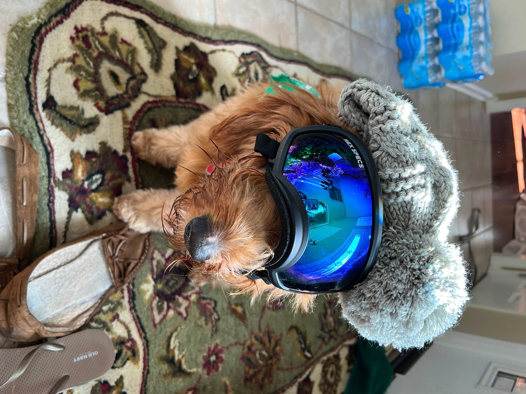 Dipper joined the competition — help win amazing prizes! art, companion_dog, electric_blue, eyewear, fashion_accessory, feather, fun, fur, goggles, hat, headgear, helmet, linens, mask, room, sporting_group, stuffed_toy, sunglasses, tree, wool