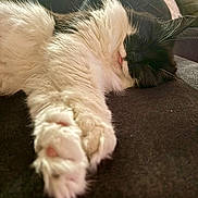 Nala joined the competition — help win amazing prizes! black_and_white, cat, close_up, couch, cozy, domestic_animal, fluffy, fur, indoor, nap, paw, paw_pads, pet, portrait, relaxed, sleeping_cat, soft, stretched_out, tuxedo_cat, whiskers