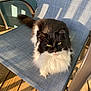 Nala is registered to the contest to win money with this photo: cat, black_and_white, fluffy, chair, outdoor, sunlight, wooden_deck, pet, feline, relaxed, animal, fur, whiskers, seat, daylight, shadow, resting, domestic_animal, green_eyes, comfy