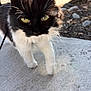 cat, black_and_white, outdoor, concrete, curious, yellow_eyes, whiskers, sunlight, pet, feline, close_up, walking, nature, daylight, animal, mammal, fur, sidewalk, background_blur