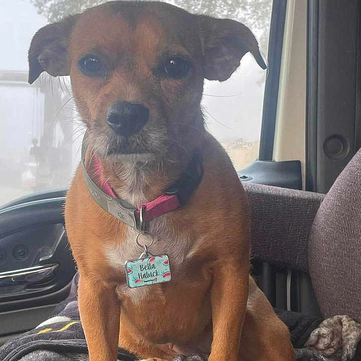 Miss Bella