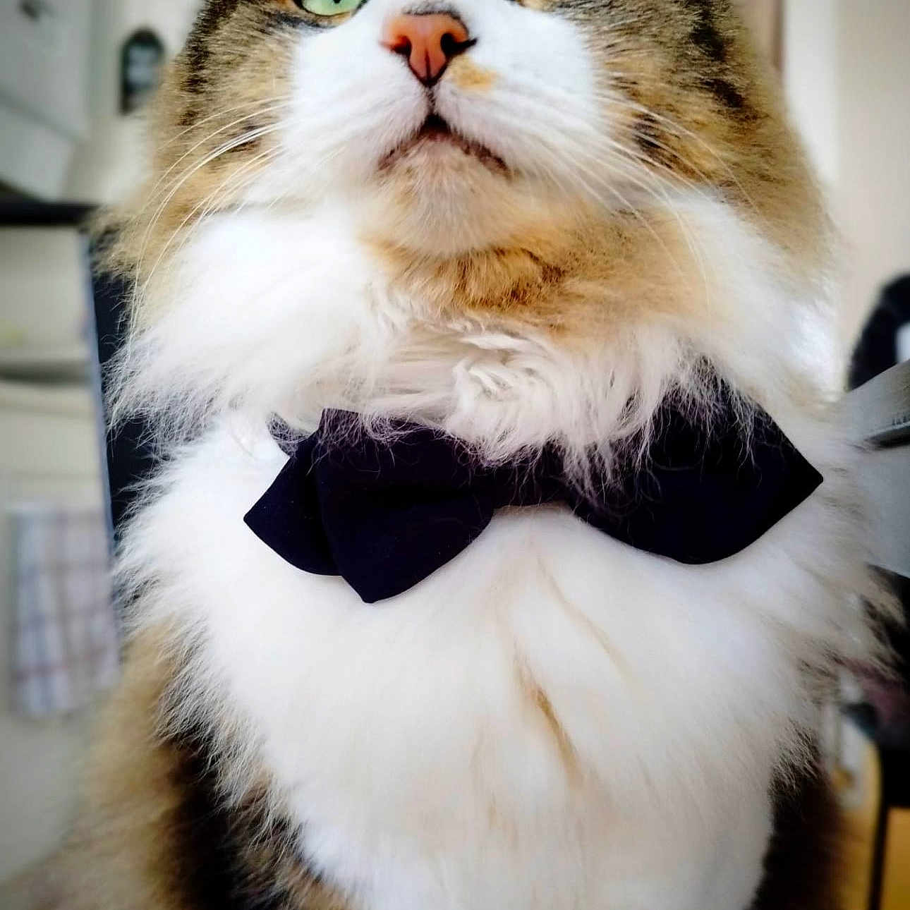 Moka participe au concours pour gagner de l'argent avec cette photo : animal, bow_tie, brown_fur, cat, close_up, cute, domestic_animal, feline, fluffy, furry, green_eyes, indoor, majestic, pet, portrait, sitting, soft_texture, tabby, whiskers, white_fur