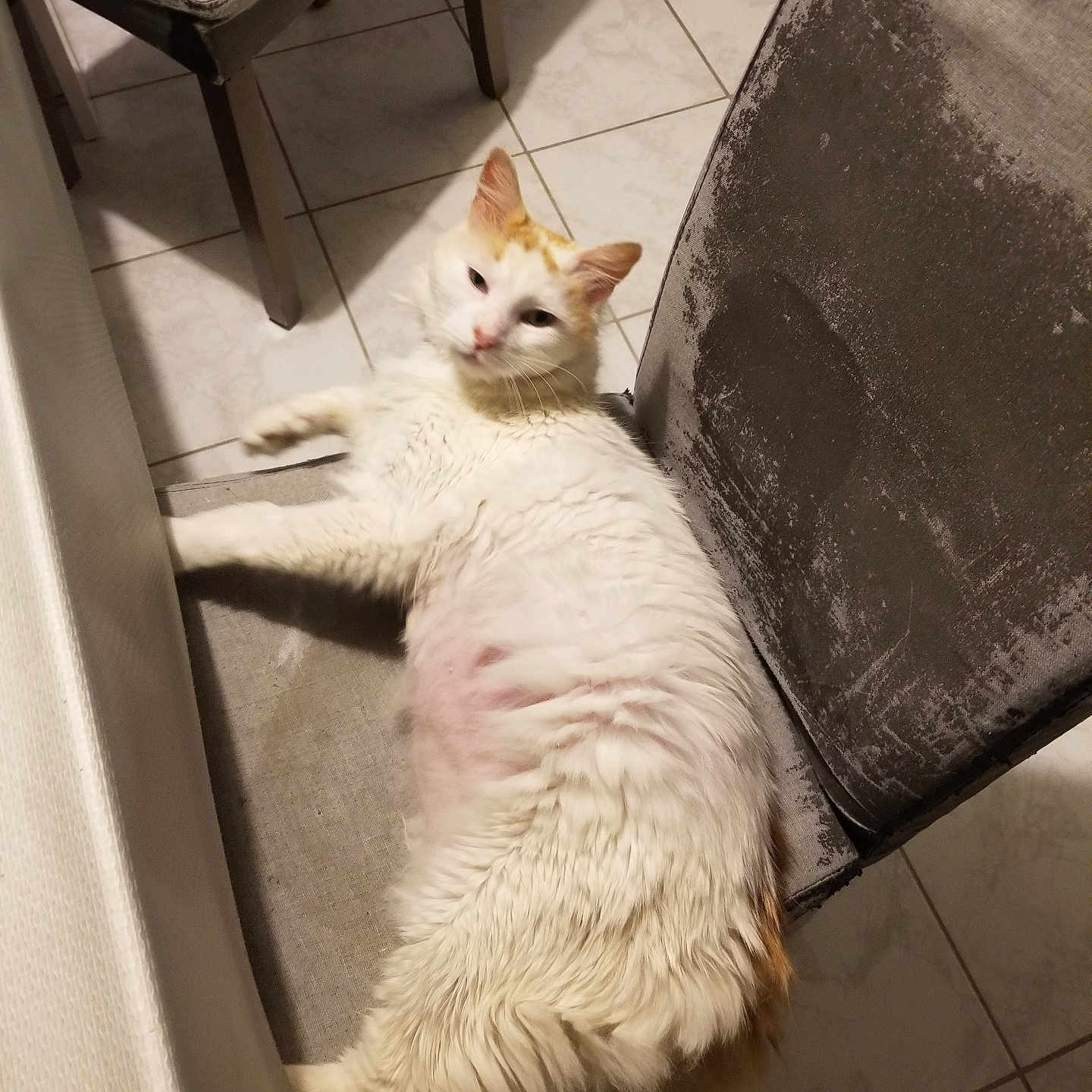 Ratatouille a rejoint le concours — aidez-le/la à gagner de superbes lots ! abyssinian, angora, animal, armchair, canine, cat, chair, couch, dog, eskimodog, furniture, hardwood, indoors, kitten, manx, pet, plywood, siamese, slate, wood