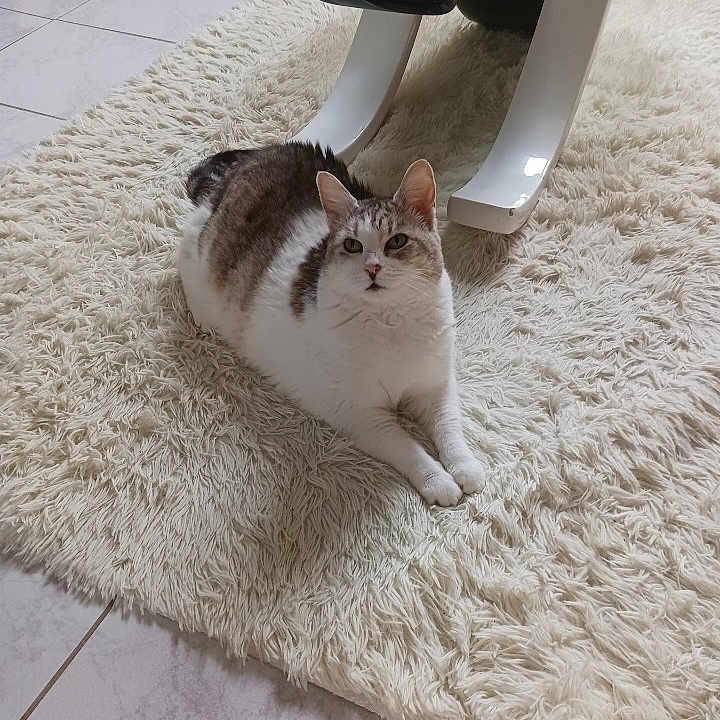 Lola
