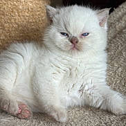 Amour a rejoint le concours — aidez-le/la à gagner de superbes lots ! animal, blanket, cat, cozy, cute, feline, fluffy, fur, indoors, kitten, paw_pads, pet, relaxed, resting, sleepy, small, soft_texture, whiskers, white_fur, young