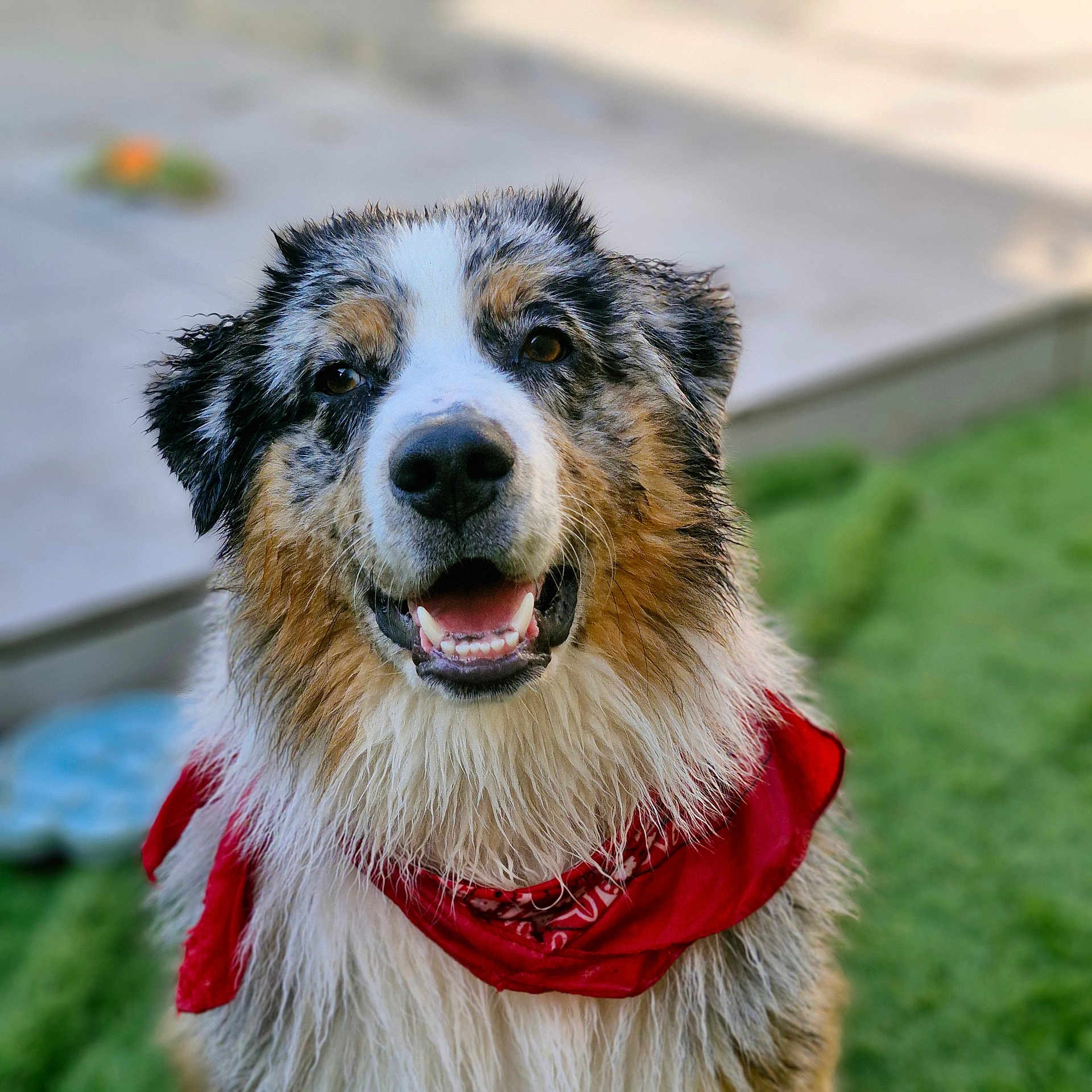 Thaïs Et Volt participe au concours pour gagner de l'argent avec cette photo : animal, background_blur, canine, close_up, daylight, dog, ears, friendly, fur, grass, happy, nature, outdoor, pet, playful, portrait, red_bandana, smiling, tongue, wet