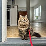 Alfie is registered to the contest to win money with this photo: cat, tabby_cat, fluffy_cat, pet, red_leash, doorway, threshold, tile_floor, indoor, home_interior, window, whiskers, green_grass, fur, portrait, sitting, curious, bright_eyes, paws, tail