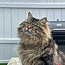 Alfie is registered to the contest to win money with this photo: cat, tabby, long_hair, fluffy, green_eyes, whiskers, close_up, portrait, outdoor, white_fence, stone_table, grill, fur_texture, looking_up, ears, pet, domestic_cat, backyard, bokeh, mellow_lighting