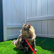 Alfie joined the competition — help win amazing prizes! cat, feline, long_hair, fluffy, pet, leash, red_leash, artificial_grass, backyard, white_fence, sunlight, shadow, sitting, whiskers, looking_up, outdoor, domestic_cat, green_grass, portrait, fur