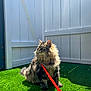 cat, feline, long_hair, fluffy, pet, leash, red_leash, artificial_grass, backyard, white_fence, sunlight, shadow, sitting, whiskers, looking_up, outdoor, domestic_cat, green_grass, portrait, fur