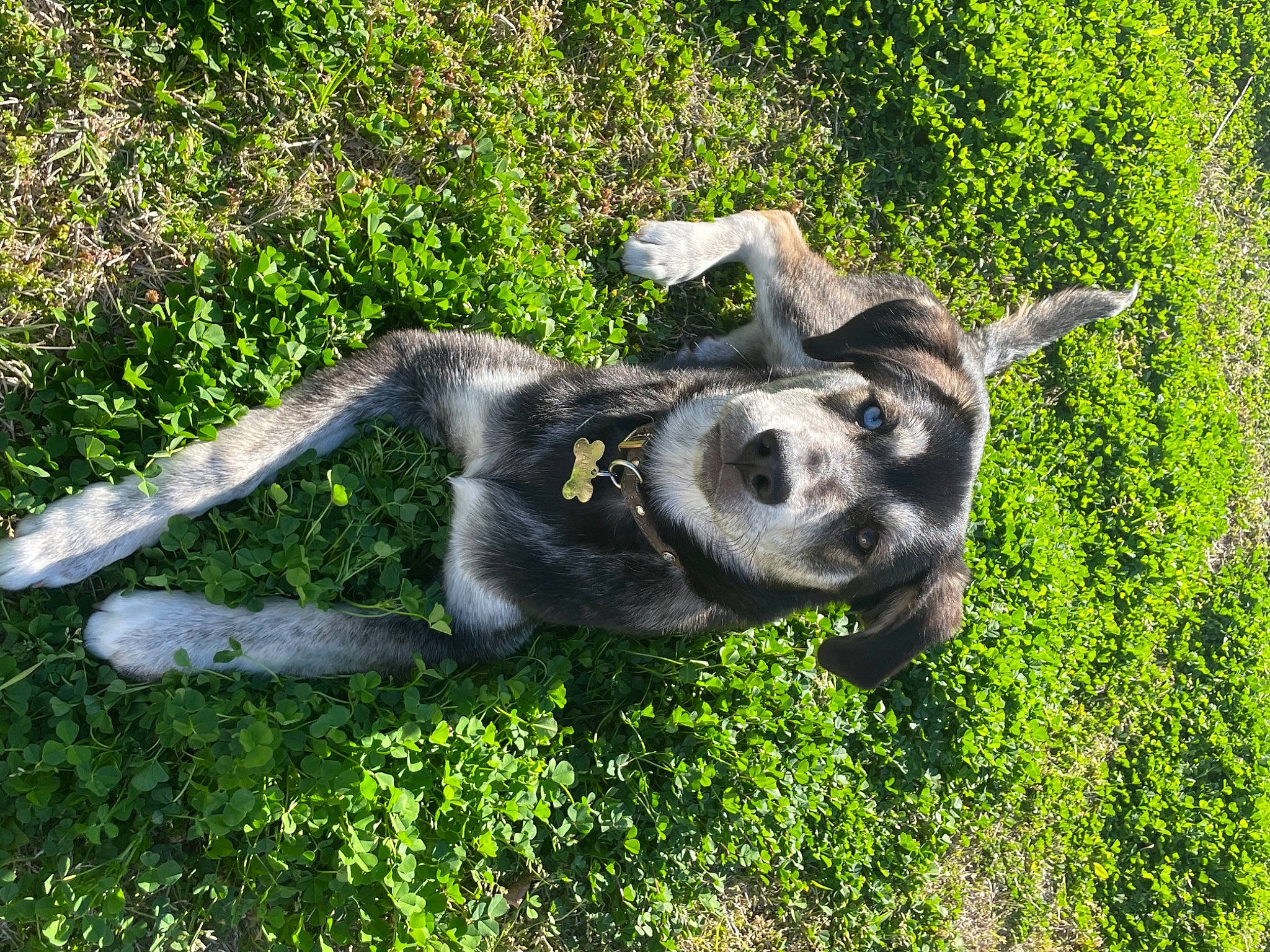 Nanook joined the competition — help win amazing prizes! art, bovine, canidae, companion_dog, dog, dog_breed, fawn, grass, grassland, groundcover, lawn_ornament, pasture, plant, shrub, snout, sporting_group, tail, terrestrial_animal, wildlife, working_animal