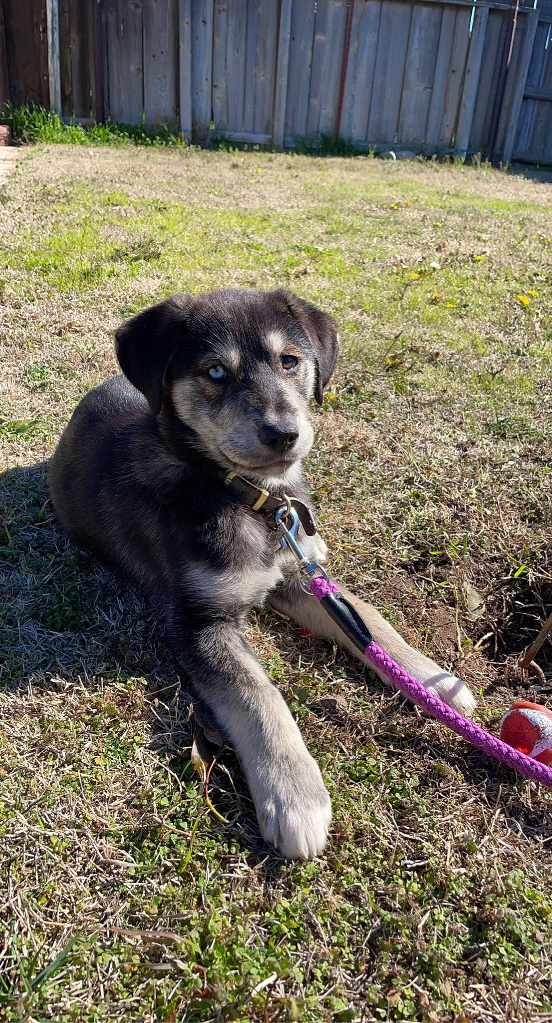 Nanook joined the competition — help win amazing prizes! borador, canidae, carnivore, collar, companion_dog, dog, dog_breed, dog_collar, dog_supply, fawn, grass, leash, plant, puppy, snout, soil, sporting_group, tail, working_animal, working_dog