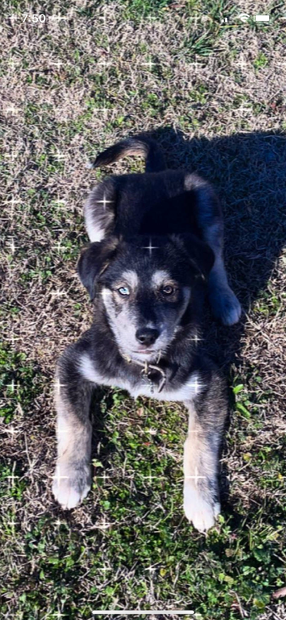 Nanook is registered to the contest to win money with this photo: borador, canidae, carnivore, companion_dog, dog, dog_breed, fur, grass, herding_dog, hunting_dog, plant, puppy, soil, sporting_group, street_dog, tail, terrestrial_animal, whiskers, working_animal, working_dog