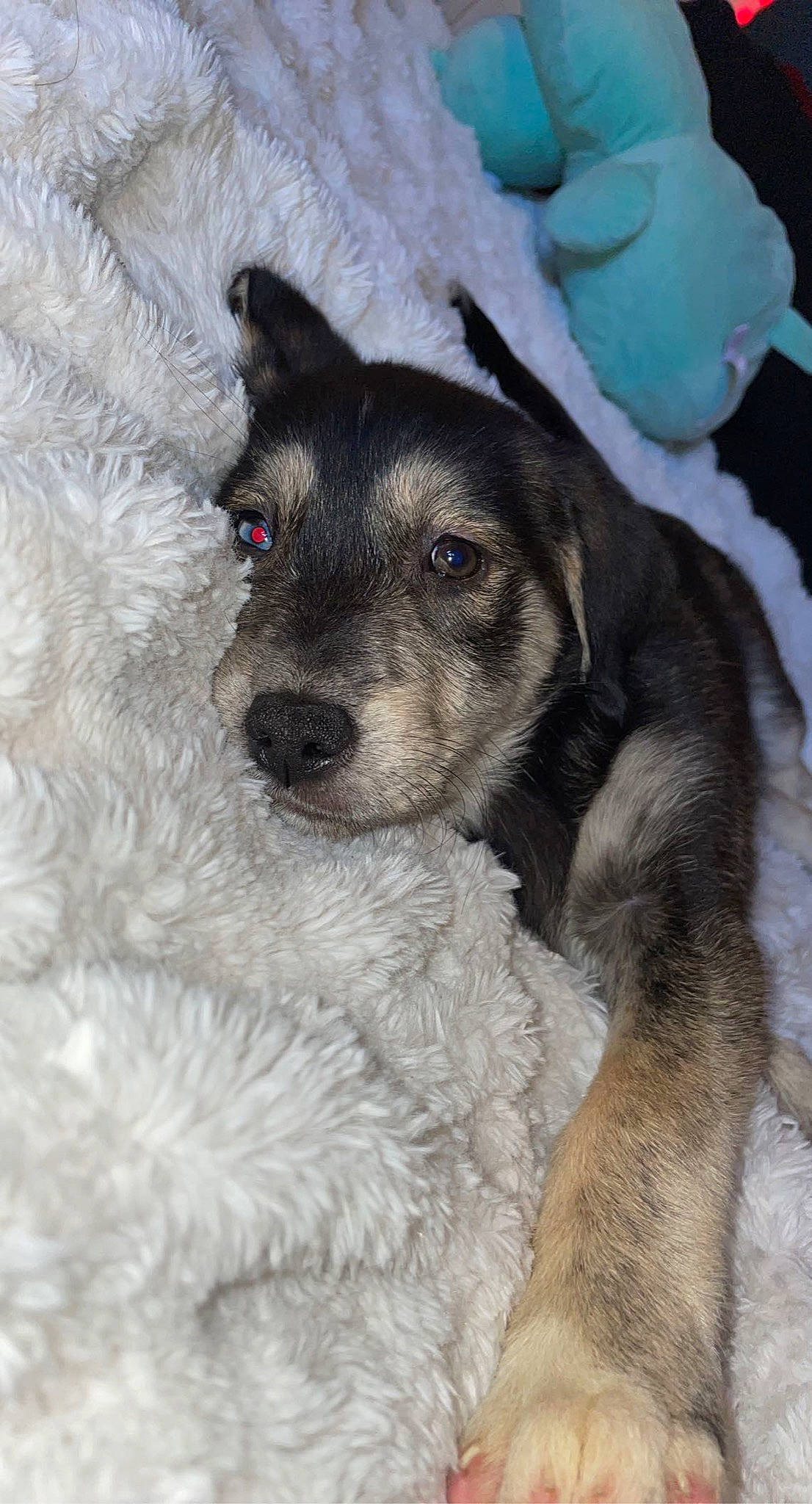 Nanook joined the competition — help win amazing prizes! ancient_dog_breeds, canidae, carnivore, companion_dog, dog, dog_breed, dog_supply, fawn, fur, paw, puppy, snout, snow, sporting_group, terrestrial_animal, terrier, whiskers, winter, working_animal, working_dog