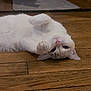 Mooncake participe au concours pour gagner de l'argent avec cette photo : animal, cat, closeup, cozy, cute, domestic_cat, ear, feline, flooring, fur, home, indoor, lying_down, paw, pet, pink_nose, relaxed, whiskers, white_cat, wooden_floor