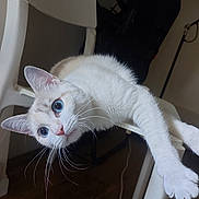 Mooncake participe au concours pour gagner de l'argent avec cette photo : animal, blue_eyes, cat, chair, closeup, cute, domestic, feline, fur, household, indoor, paws, pet, portrait, relaxed, stretching, whiskers, white_cat, white_chair, wooden_floor