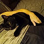 Binx is registered to the contest to win money with this photo: animal, ankle, bed, bedroom, blackcat, blanket, bodypart, cat, couch, cushion, finger, furniture, hand, homedecor, indoors, kitten, manx, person, pet, room