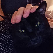 Binx is registered to the contest to win money with this photo: abyssinian, animal, blackcat, bodypart, cat, finger, hand, kitten, manx, person, pet