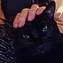 abyssinian, animal, blackcat, bodypart, cat, finger, hand, kitten, manx, person, pet