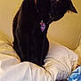 Binx joined the competition — help win amazing prizes! accessories, animal, bed, bedroom, blackcat, blanket, canine, cat, collar, couch, cushion, furniture, homedecor, indoors, linen, manx, person, pet, quilt, room