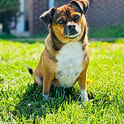 Jules joined the competition — help win amazing prizes! animal, background, blurred_background, brown, daylight, dog, ears, face, fur, grass, green, house, nature, outdoor, pet, portrait, sitting, small_dog, sunlight, white
