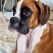 Athéna participe au concours pour gagner de l'argent avec cette photo : dog, boxer, pet, animal, brown, white, black, lying_down, indoors, blanket, fur, face, ears, close_up, home, dining_room, table, chair, comfort, cute