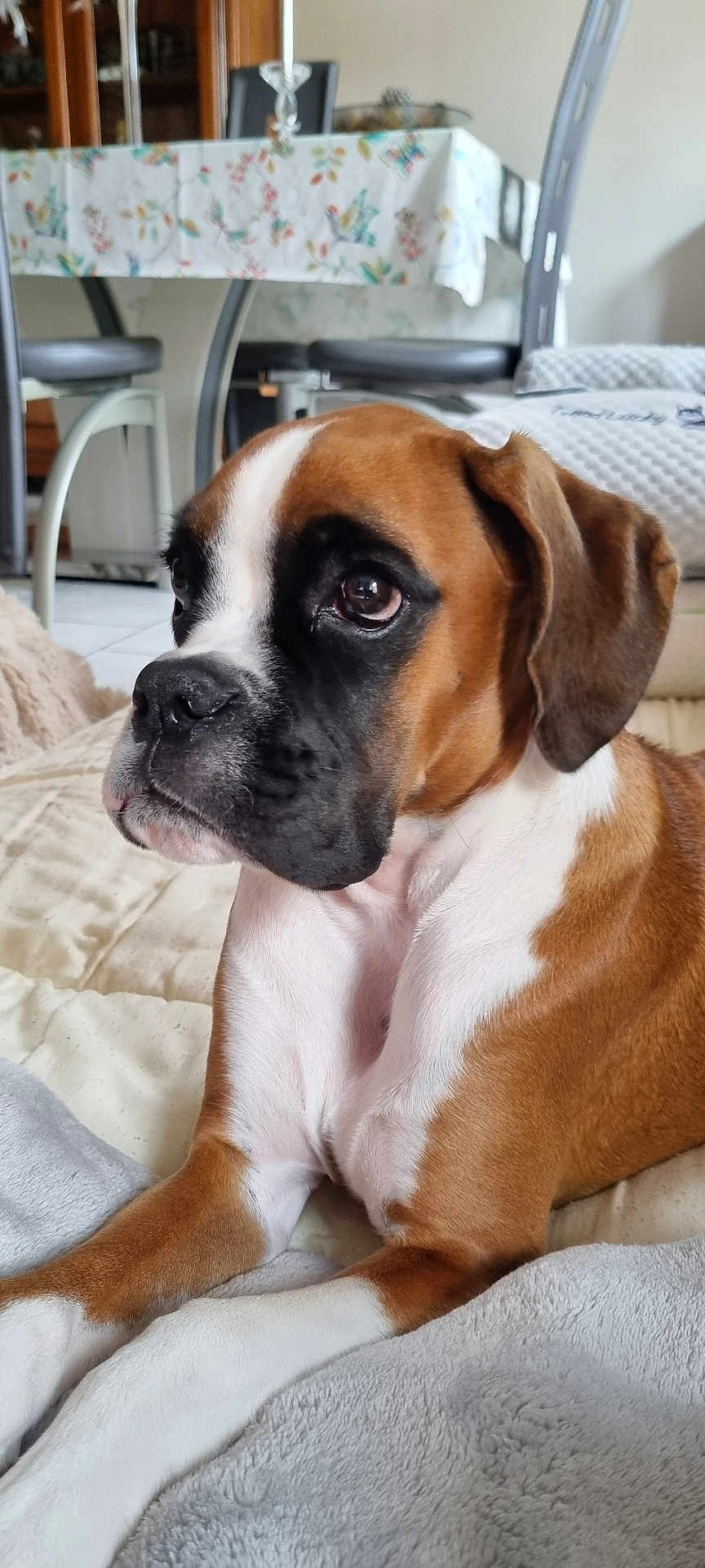 Athéna participe au concours pour gagner de l'argent avec cette photo : dog, boxer, pet, animal, brown, white, black, lying_down, indoors, blanket, fur, face, ears, close_up, home, dining_room, table, chair, comfort, cute