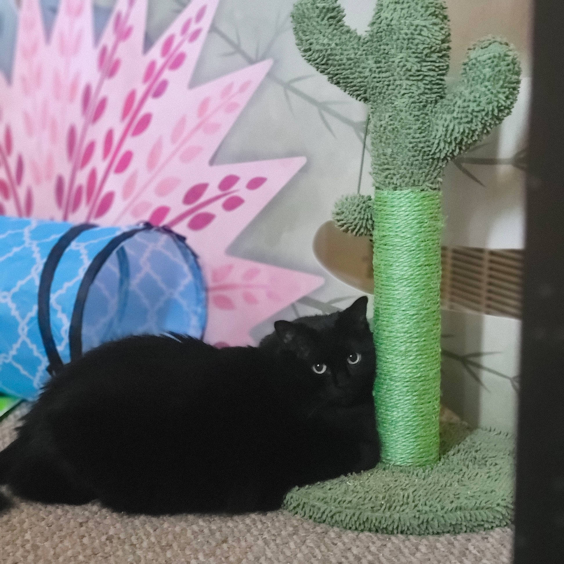 Avery is registered to the contest to win money with this photo: black_cat, bombay, carnivore, cat, cat_supply, felidae, flowerpot, grass, green, grey, houseplant, mammal, organism, plant, small_to_medium_sized_cats, tail, terrestrial_plant, textile, vertebrate, whiskers
