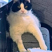 Rolly Polly joined the competition — help win amazing prizes! cat, feline, black_and_white, couch, living_room, pet, whiskers, paws, fluffy, sitting, alert, indoor, upholstery, towel, furniture, ears, eyes, portrait, stare, curious