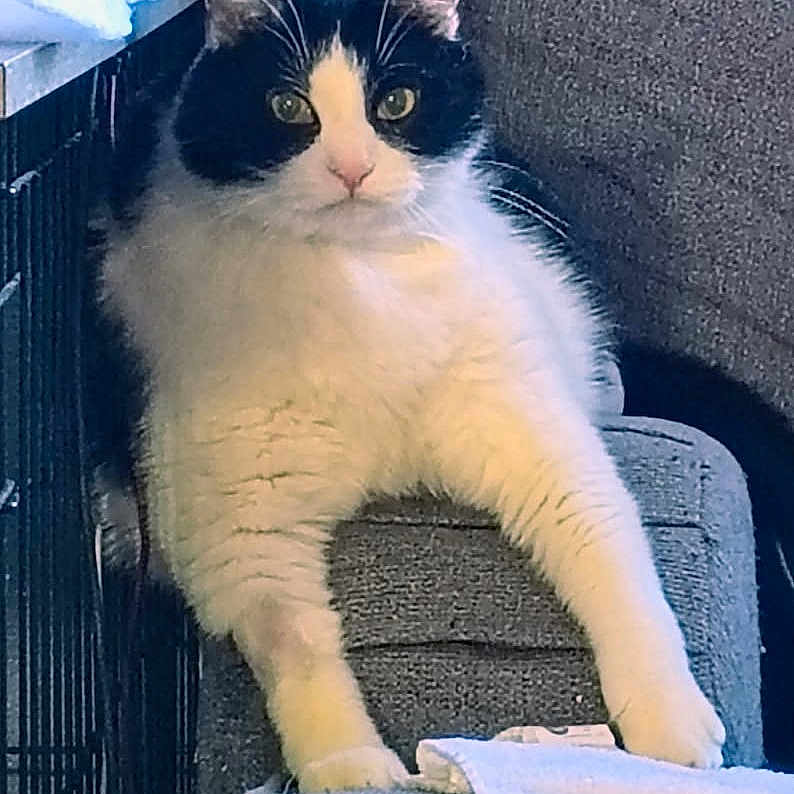 Rolly Polly joined the competition — help win amazing prizes! alert, black_and_white, cat, couch, curious, ears, eyes, feline, fluffy, furniture, indoor, living_room, paws, pet, portrait, sitting, stare, towel, upholstery, whiskers