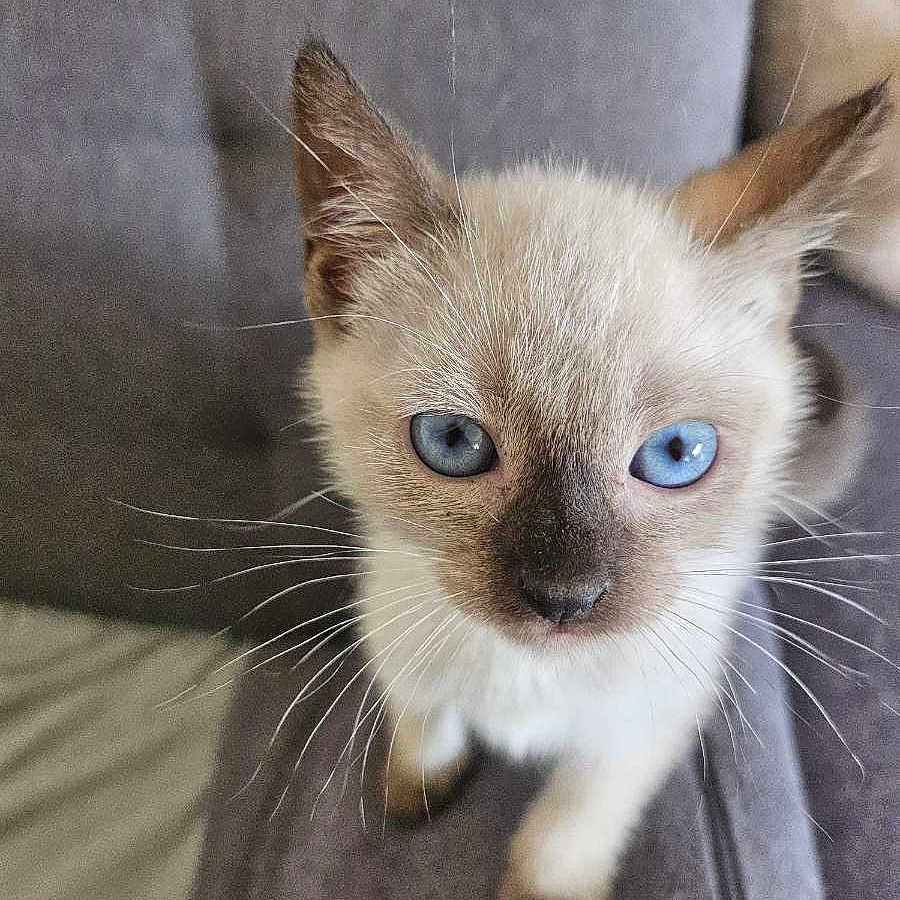 Nala