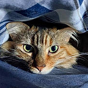 Lalie participe au concours pour gagner de l'argent avec cette photo : cat, animal, pet, whiskers, eyes, fur, blanket, plaid, cozy, indoor, closeup, face, cute, tabby, resting, curious, soft, feline, portrait, hidden