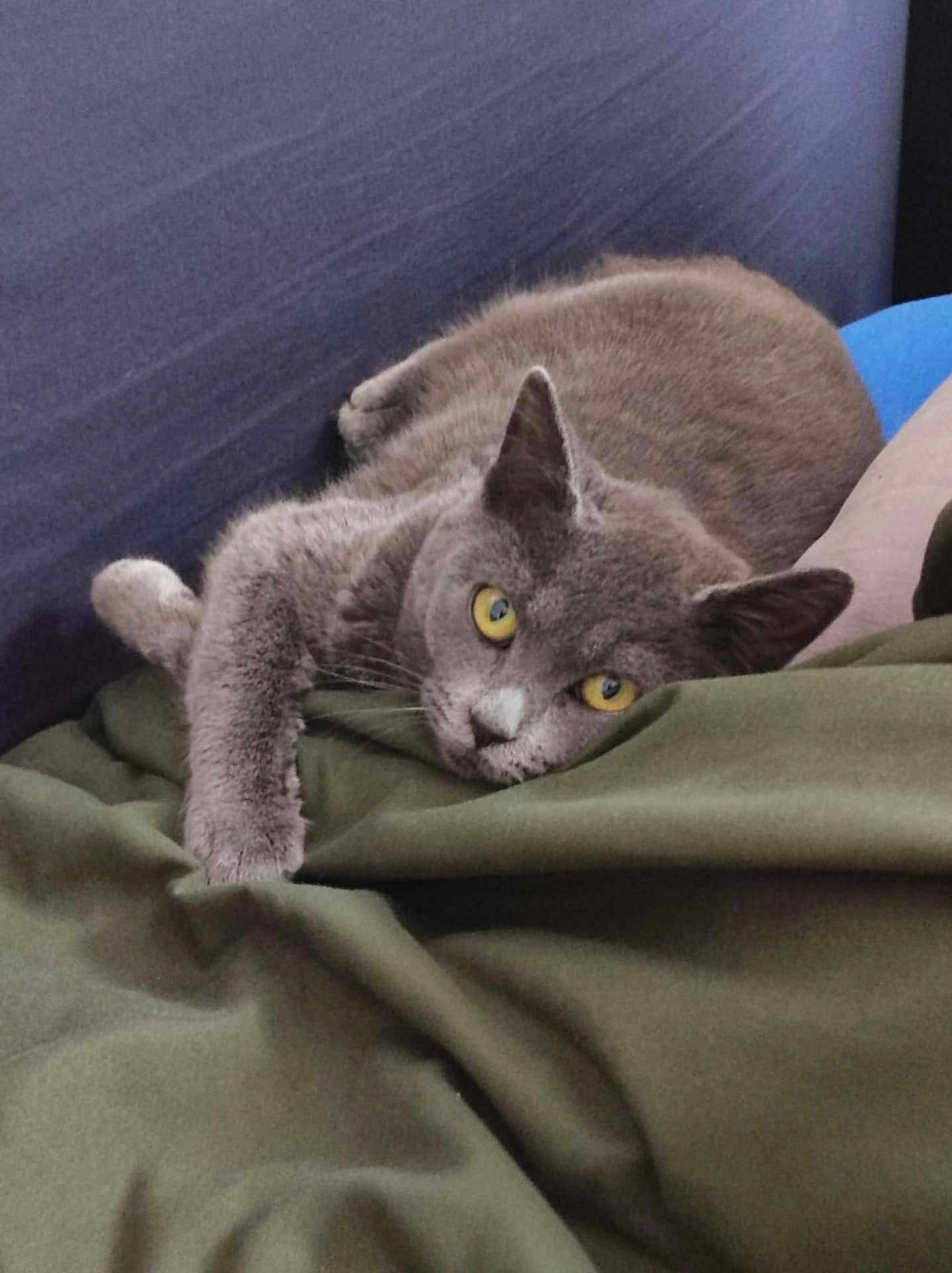 Luna a rejoint le concours — aidez-le/la à gagner de superbes lots ! cat, gray_cat, yellow_eyes, pet, animal, feline, indoor, blanket, resting, relaxed, cozy, fur, paw, couch, soft, closeup, looking, lying_down, domestic, sleepy