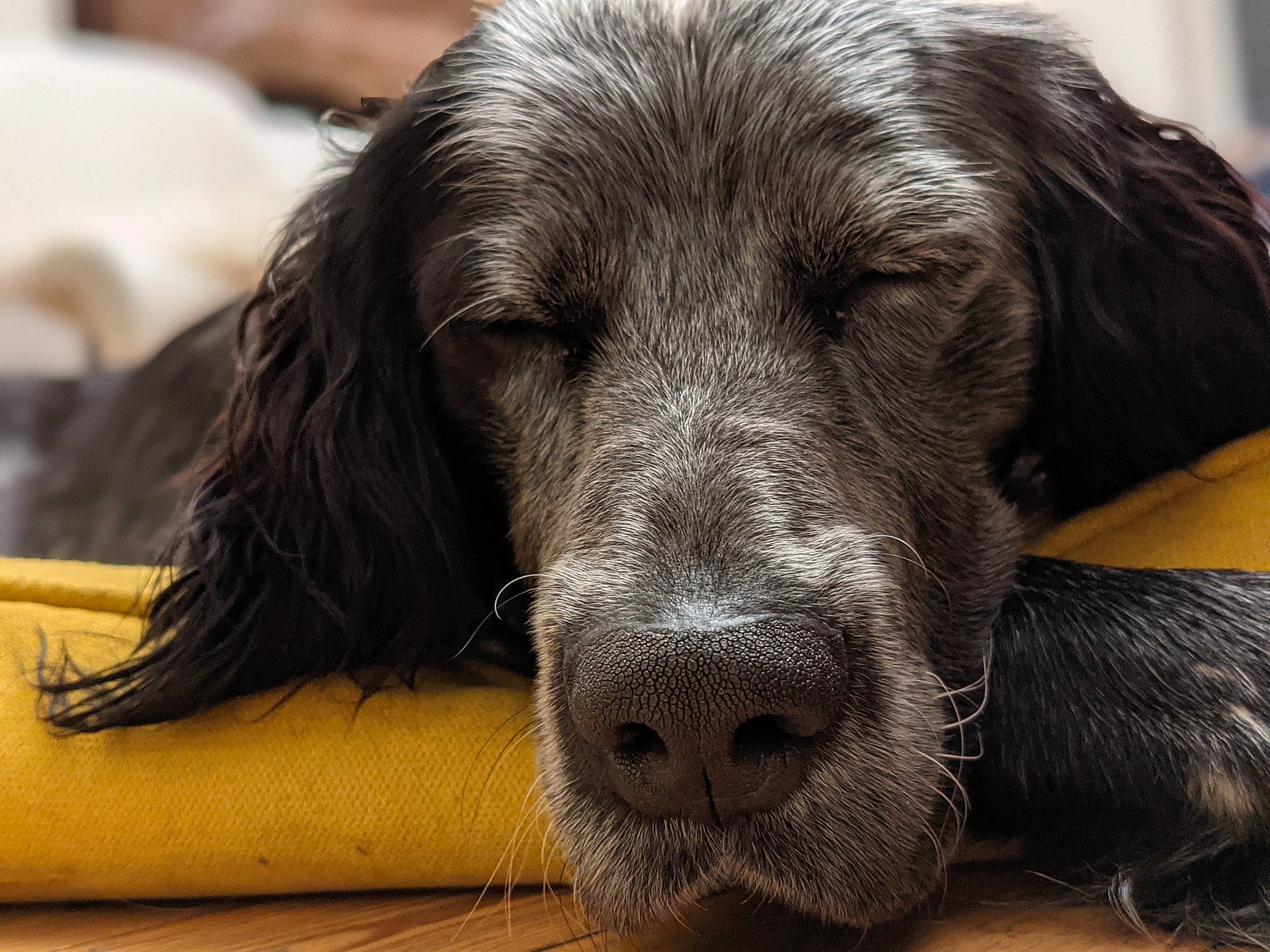 Péclet participe au concours pour gagner de l'argent avec cette photo : borador, canidae, carnivore, companion_dog, dog, dog_breed, eye, fur, gun_dog, head, liver, pointing_breed, puppy, retriever, snout, sporting_group, terrestrial_animal, whiskers, working_animal, working_dog