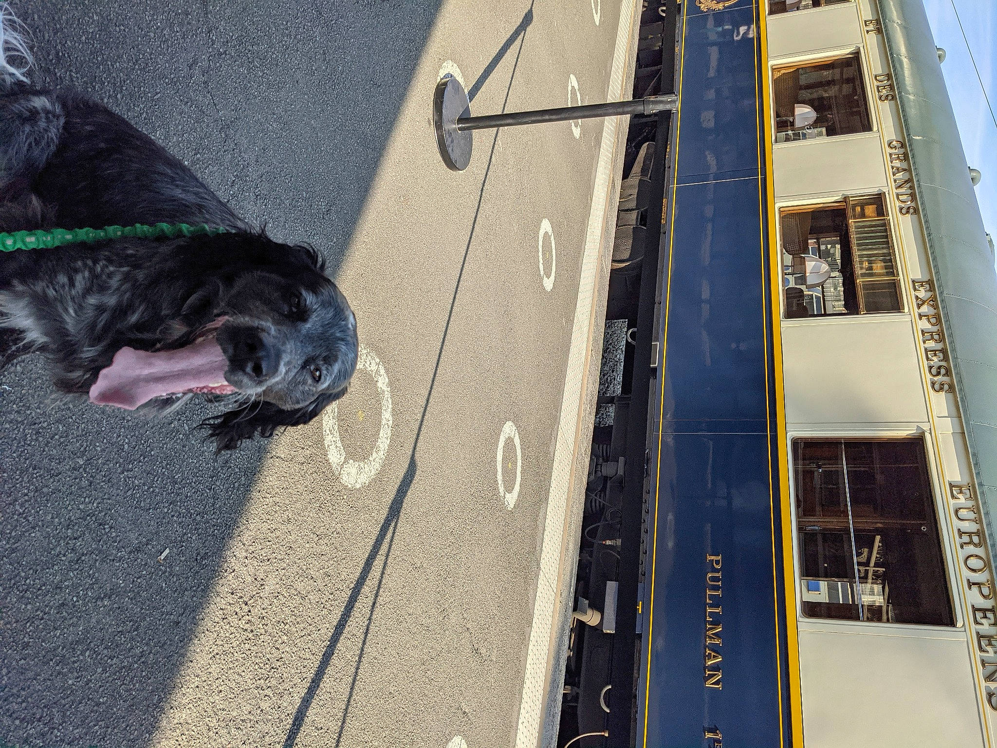 Péclet a rejoint le concours — aidez-le/la à gagner de superbes lots ! asphalt, auto_part, automotive_tire, bicycle_tire, building, canidae, carnivore, companion_dog, dog, dog_breed, electric_blue, human_leg, leash, recreation, road_surface, sidewalk, sporting_group, tail, vehicle_door, watercraft