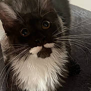 Aya a rejoint le concours — aidez-le/la à gagner de superbes lots ! cat, black_and_white, fluffy, whiskers, curious, pet, animal, indoor, closeup, fur, mustache_marking, looking_up, cute, domestic_cat, portrait, soft_texture, wide_eyes, face, feline, young_cat
