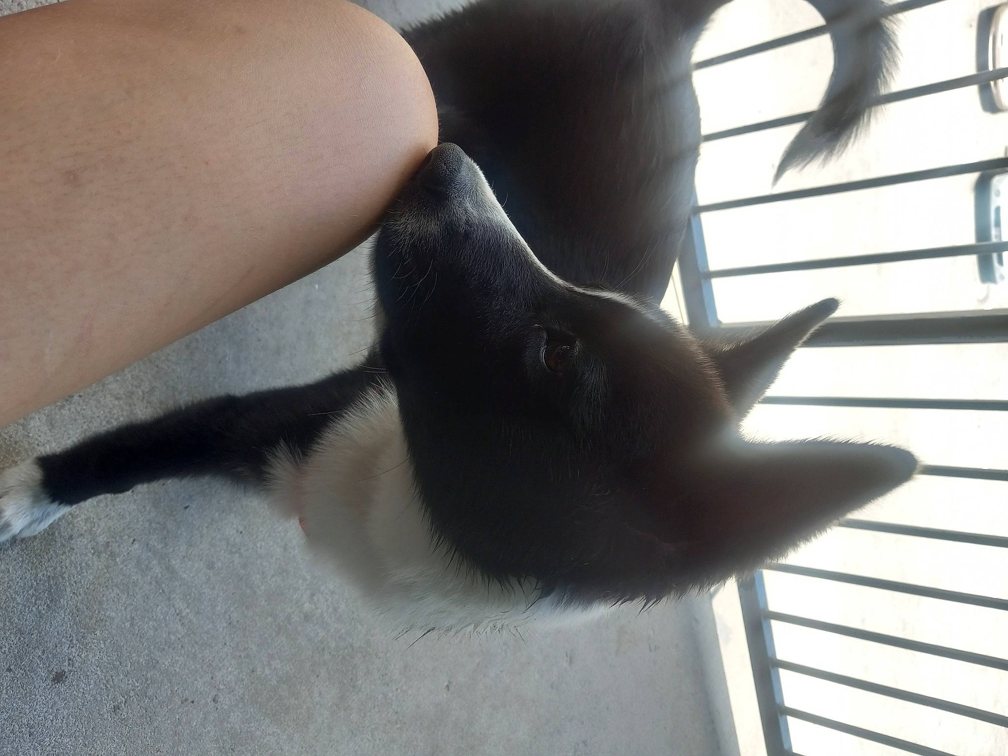 Hudson is registered to the contest to win money with this photo: carnivore, cat, comfort, domestic_short_haired_cat, elbow, felidae, foot, fur, gesture, human_leg, mammal, nail, small_to_medium_sized_cats, tail, thigh, tints_and_shades, whiskers, window, wood, wrist