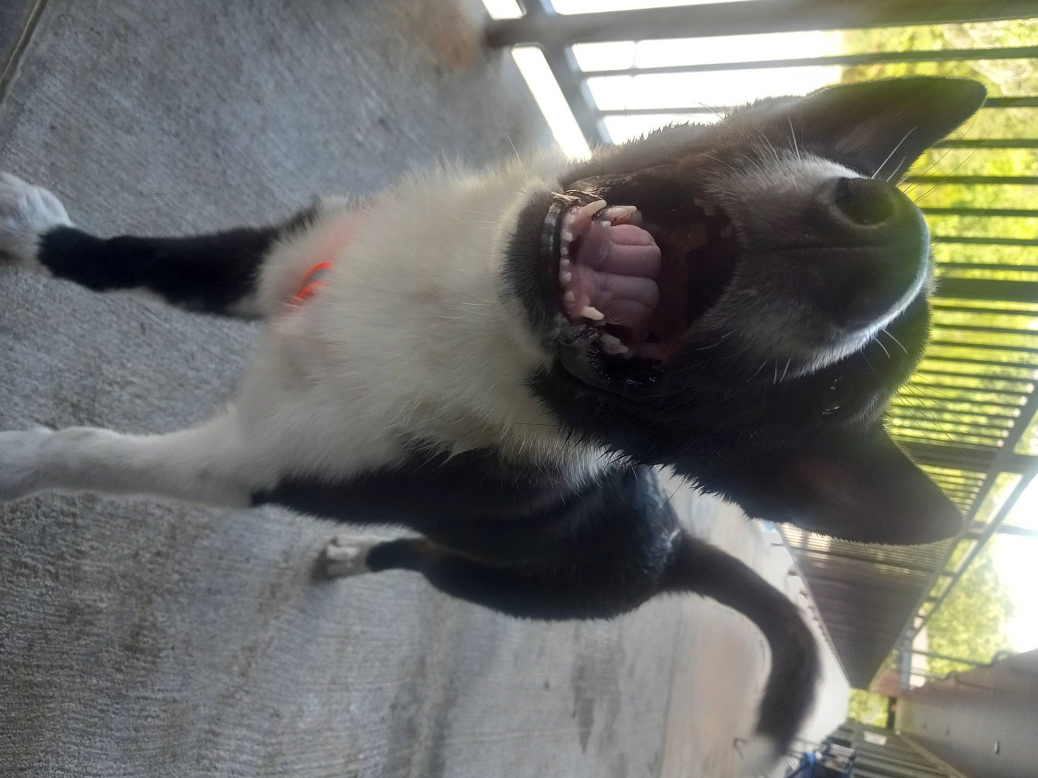 Hudson is registered to the contest to win money with this photo: canidae, carnivore, cat, claw, collar, dog_breed, domestic_short_haired_cat, fang, fawn, felidae, fur, grey, mammal, non_sporting_group, paw, small_to_medium_sized_cats, snout, sporting_group, tail, whiskers