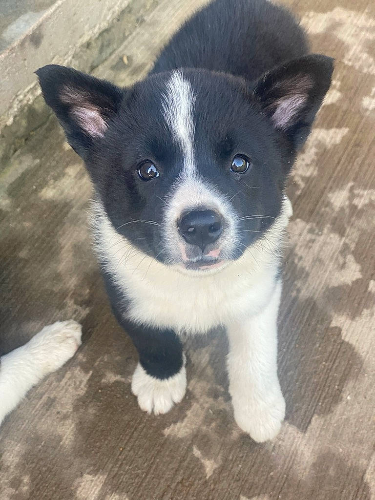 Hudson is registered to the contest to win money with this photo: art, carnivore, companion_dog, dog, dog_breed, flooring, hardwood, herding_dog, non_sporting_group, snout, sporting_group, tail, terrestrial_animal, whiskers, wood, working_animal, working_dog