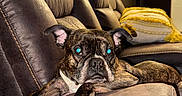 Gunther joined the competition — help win amazing prizes! blanket, brindle, close_up, couch, dog, door, ear, eyes, indoor, living_room, muzzle, paw, pet, pillow, portrait, relaxed, sofa, stitching, texture, upholstery