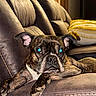 blanket, brindle, close_up, couch, dog, door, ear, eyes, indoor, living_room, muzzle, paw, pet, pillow, portrait, relaxed, sofa, stitching, texture, upholstery