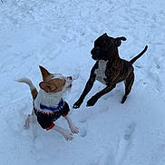 Gunther joined the competition — help win amazing prizes! action, backyard, brindle_dog, canine, companion, dog, dogs, footprints, fur, jacket, jumping, movement, outdoor, paws, pet, playful, playing, small_dog, snow, winter
