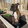 Gunther is registered to the contest to win money with this photo: backyard, brindle, curious, dog, ears, gardening, green_leaves, outdoor, pet, plant_bed, planter, portrait, potted_plant, raised_garden_bed, shadow, sitting, snout, soil, sunlight, wooden_fence
