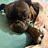 Gunther joined the competition — help win amazing prizes! bed, bedding, blanket, brindle, canine, close_up, cozy, dog, fur, indoor, nose, paws, pet, pink_blanket, portrait, relaxed, short_hair, sleepy, teal_sheet, whiskers