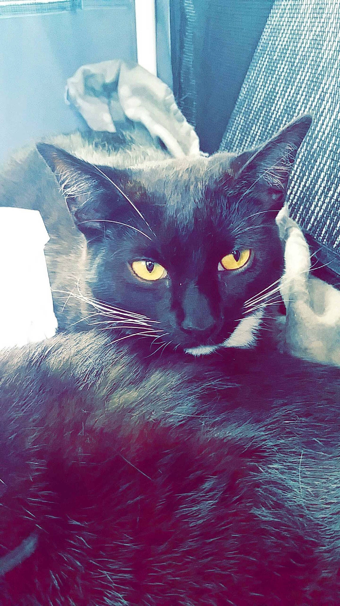 Monty And Luna joined the competition — help win amazing prizes! asian, black_cat, burmese, carnivore, cat, domestic_short_haired_cat, felidae, german_rex, kitten, korat, mammal, oriental_longhair, oriental_shorthair, small_to_medium_sized_cats, snout, whiskers