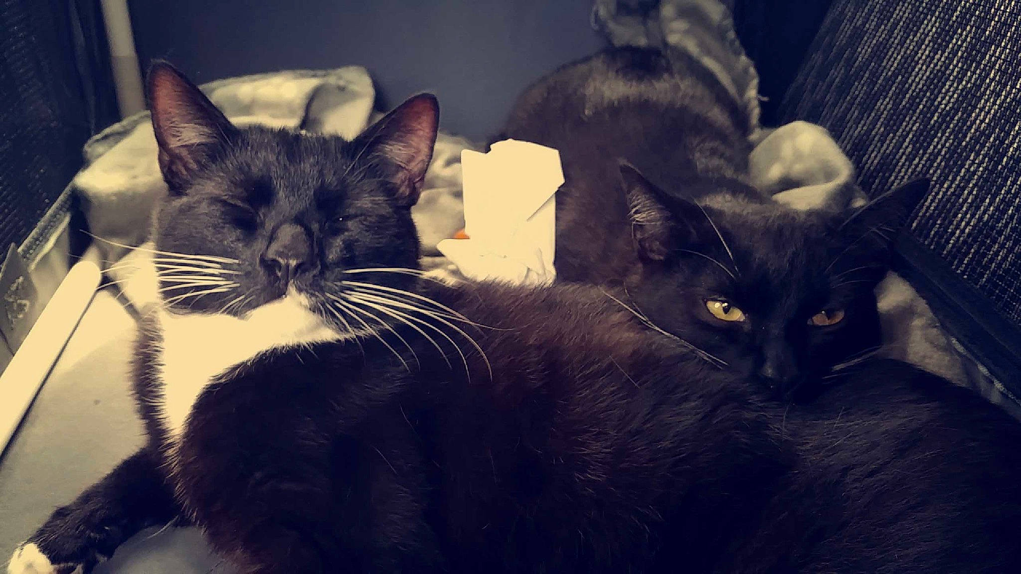 Monty And Luna is registered to the contest to win money with this photo: asian, black, black_cat, burmese, carnivore, cat, domestic_short_haired_cat, ear, european_shorthair, eye, felidae, fur, kitten, mammal, polydactyl_cat, sky, small_to_medium_sized_cats, snapshot, snout, whiskers